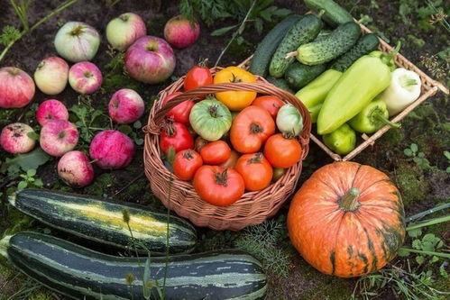 壶镇五廿八免费吃瓜,免费吃瓜狂欢,共享夏日清凉 第2张 壶镇五廿八免费吃瓜,免费吃瓜狂欢,共享夏日清凉 第2张