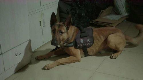 二狗子邻居爆料视频,邻里纠纷背后的惊人真相 第2张 二狗子邻居爆料视频,邻里纠纷背后的惊人真相 第2张